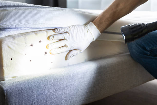 Best Affordable Pest Control Services  in Albion, NE