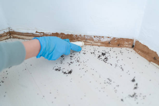 Best Local Pest Control Services  in Albion, NE
